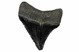 Serrated, Juvenile Megalodon Tooth - South Carolina #340746-1